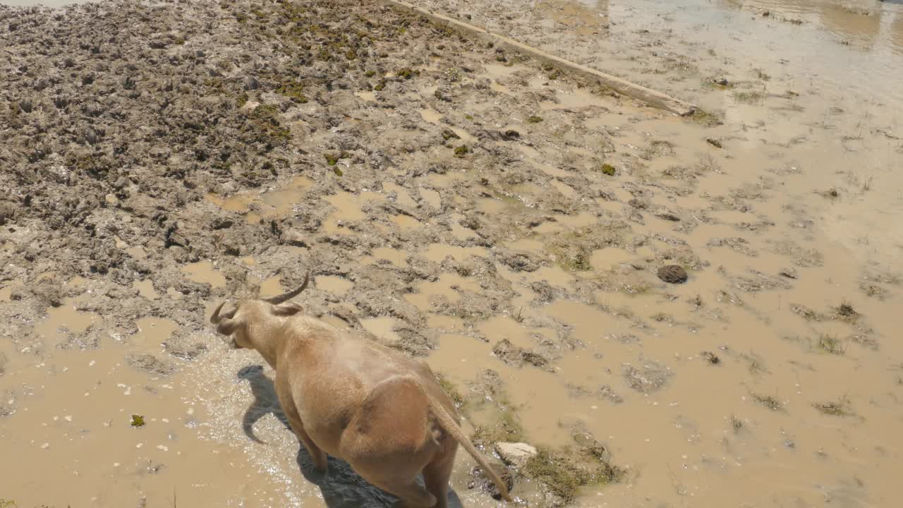 野生水牛在湖里吃草视频素材