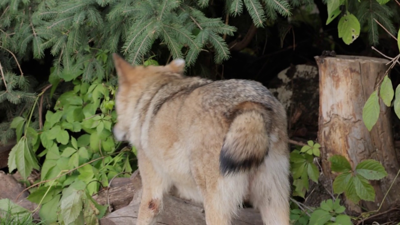 狼(Canis lupus)，又称灰狼，是犬科现存最大的成员。狼是狗家族中最大的野生成员。视频素材