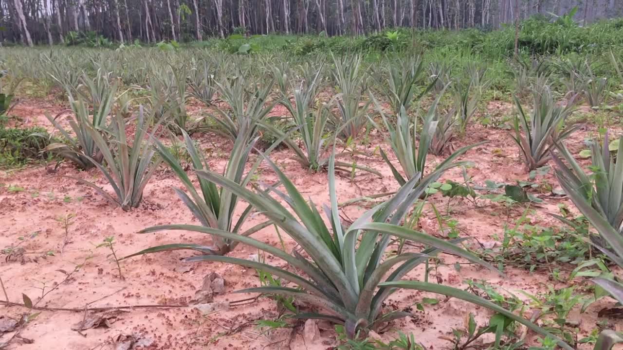 泰国南部的菠萝种植园视频素材