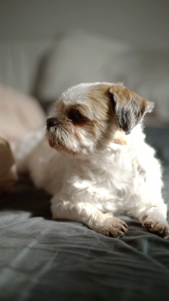 西施犬躺在家里卧室的床上视频素材