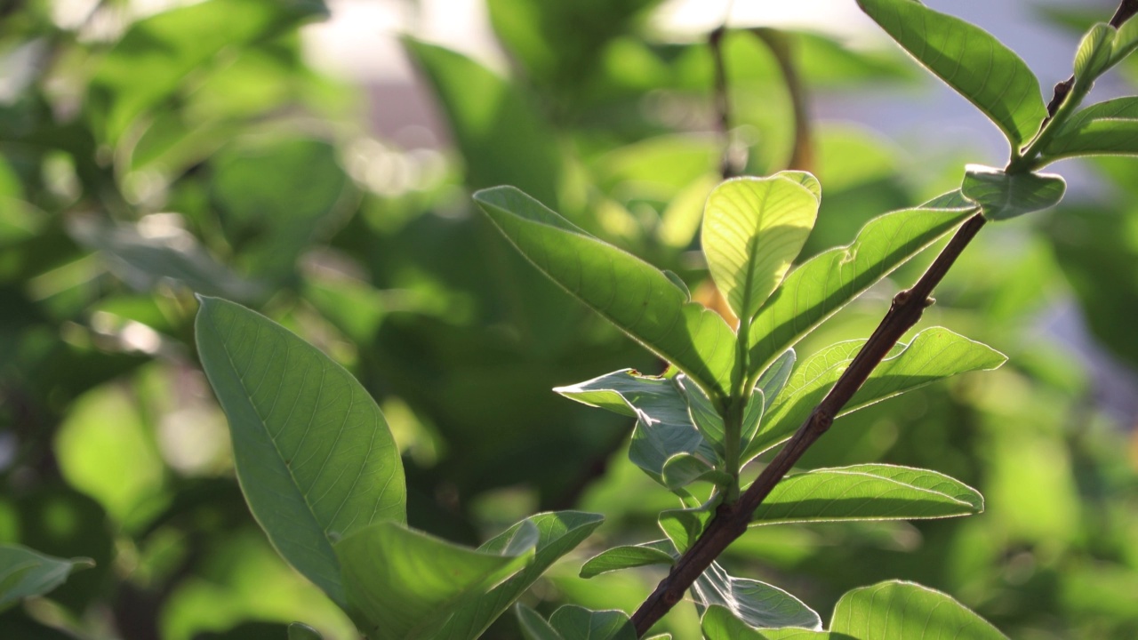 植物视频素材