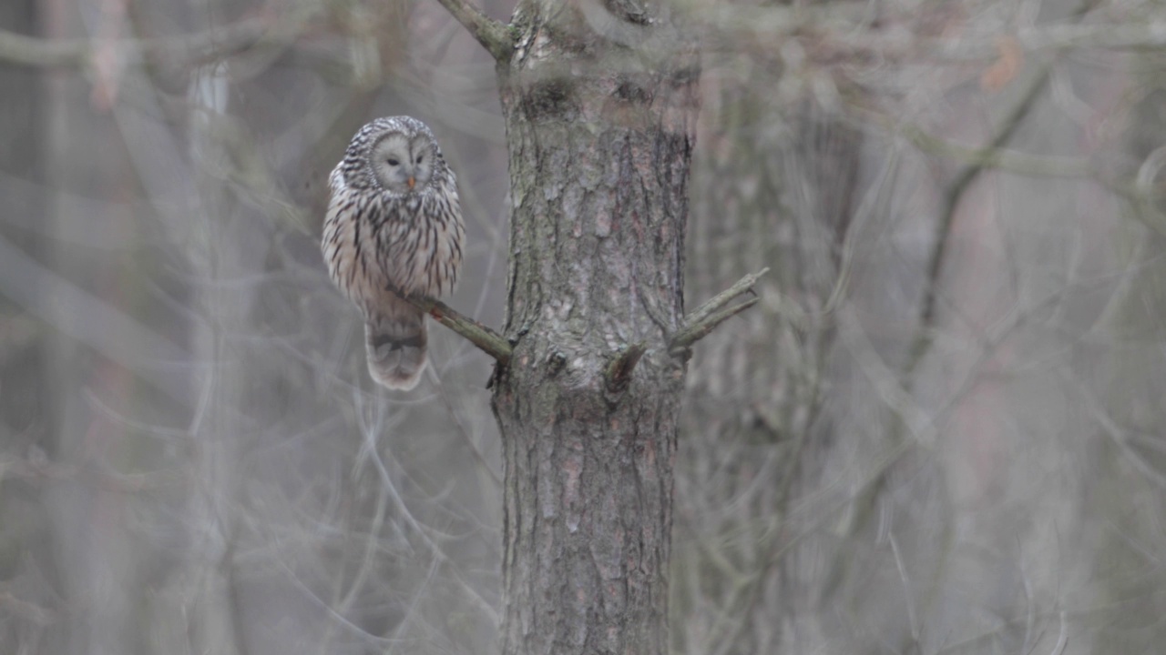 野生的乌拉尔猫头鹰(Strix uralensis)。视频素材