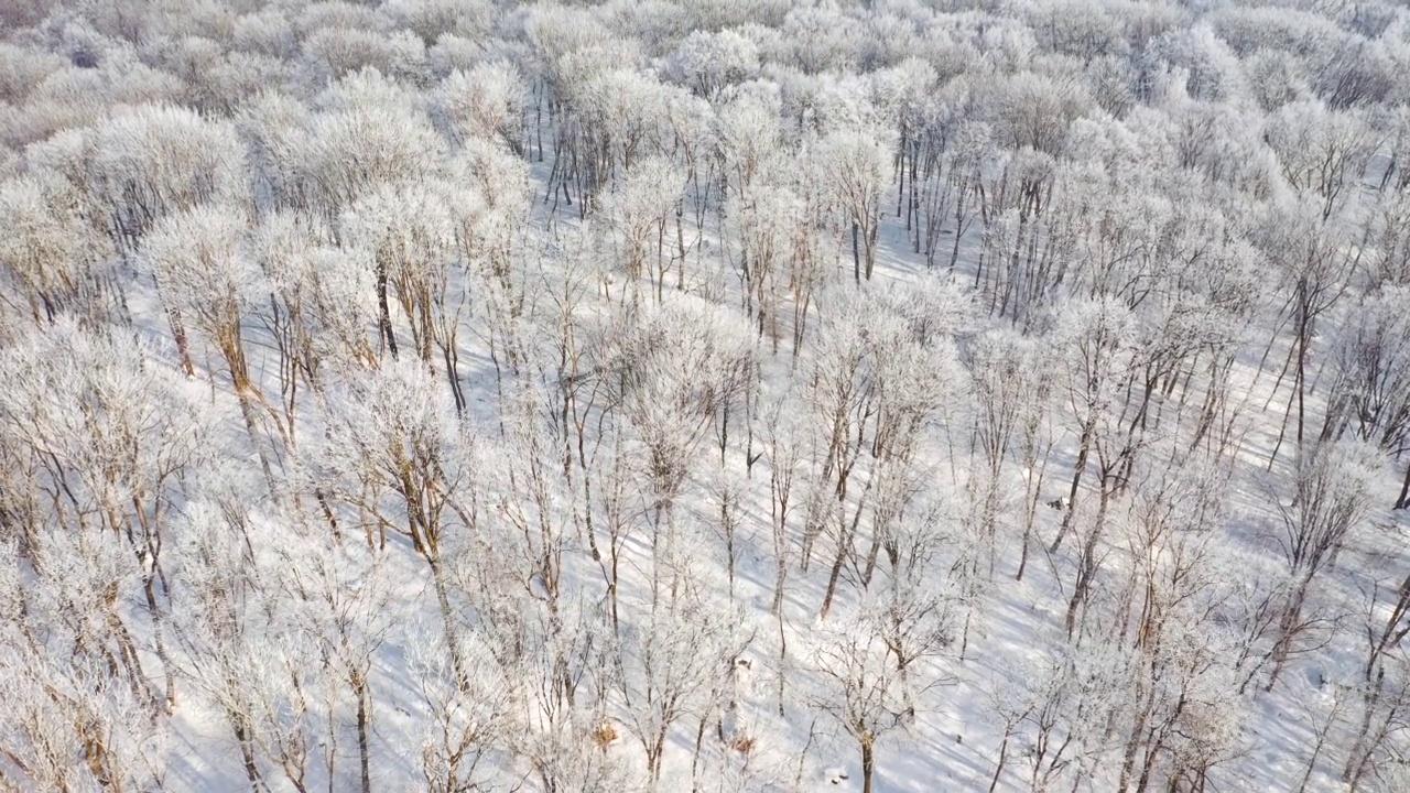 在一个阳光明媚的日子里，一架无人机飞过一片白雪皑皑的森林。视频素材