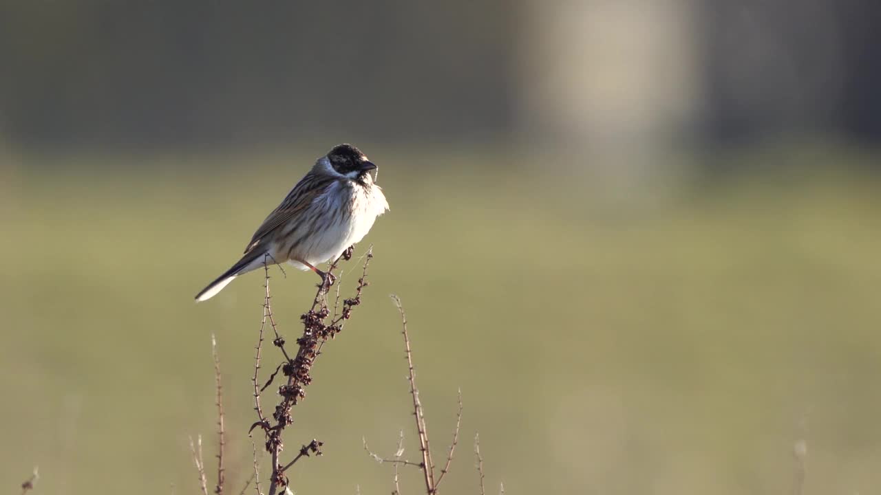 一只雄性的Reed Bunting (Emberiza schoeniclus饰)在一棵枯萎的植物上唱歌，一个慢跑者经过视频素材