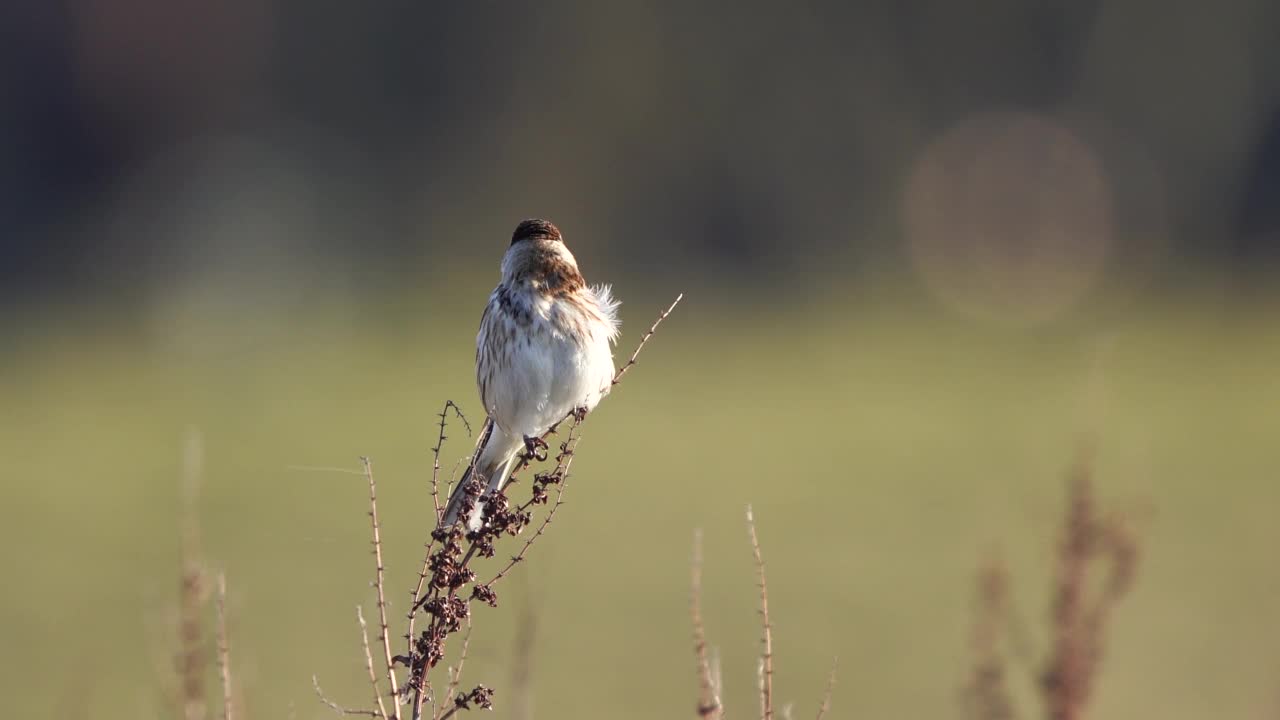 一只雄性Reed Bunting (Emberiza schoeniclus)在一株枯萎的植物的顶部唱歌视频素材