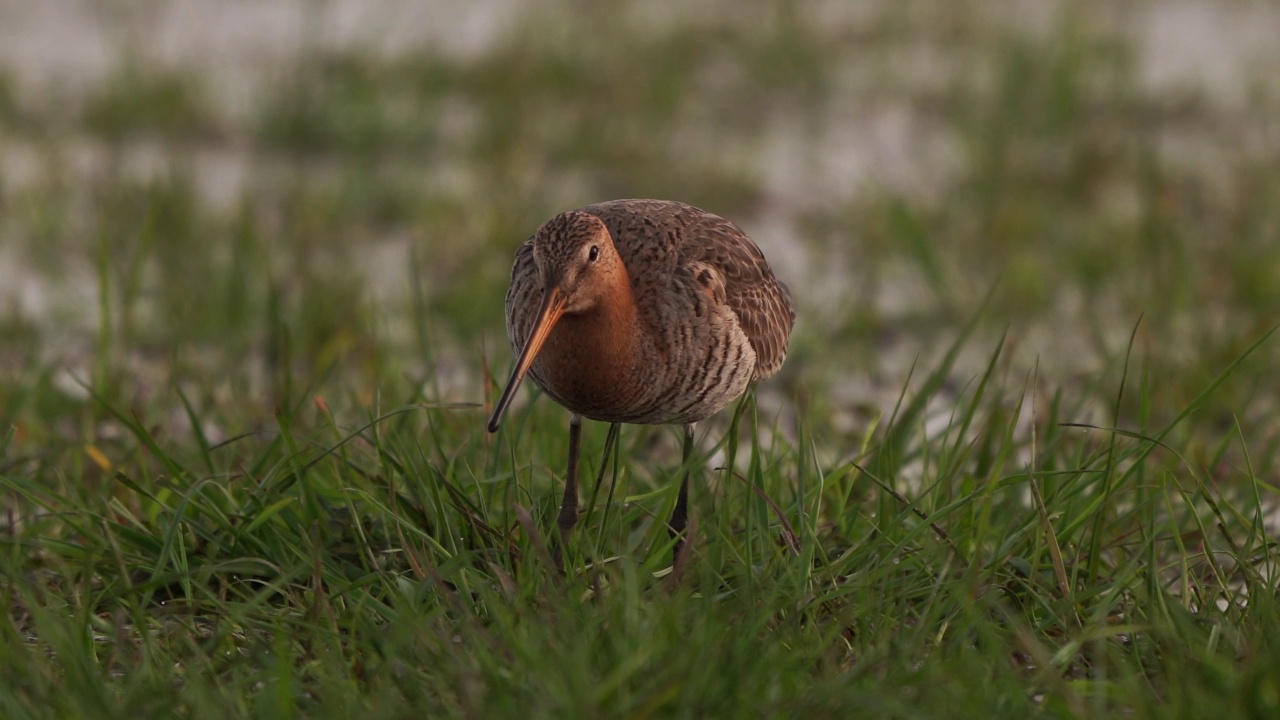 暮色中，一只黑尾塍鹬(Limosa Limosa)在草地上觅食视频素材