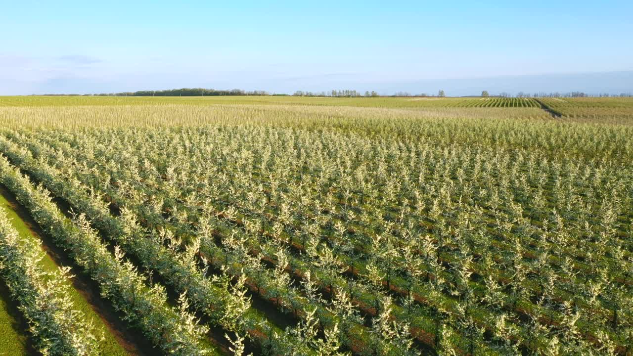 在阳光明媚的日子里，果树开花的俯视图。视频素材