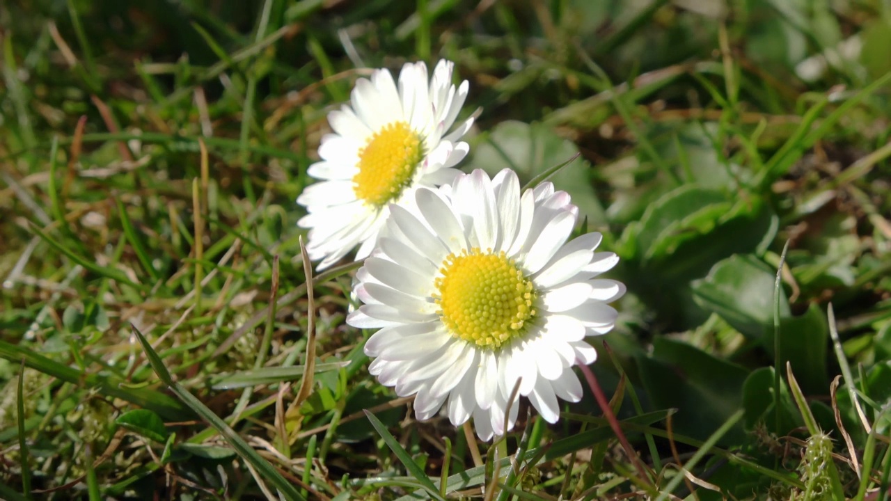 时间推移的白色花园雏菊在一个花卉夏天的背景。Leucanthemum vulgare。视频素材