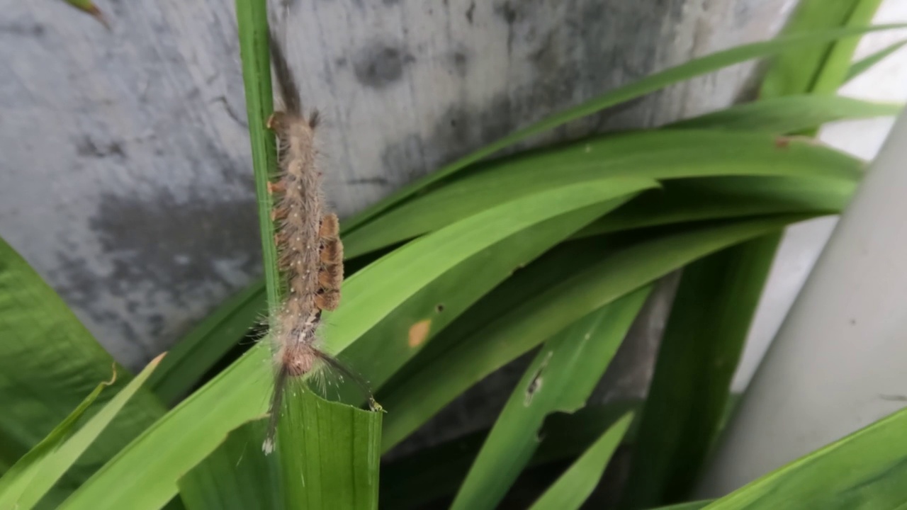 一只棕色的毛毛虫正在吃黄色鸢尾植物的绿叶视频素材