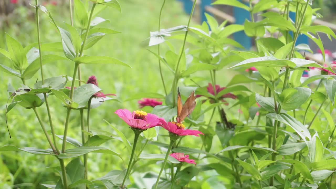 近距离拍摄漂亮的朱诺尼亚伊菲塔或巧克力士兵蝴蝶坐在粉红色的花视频素材