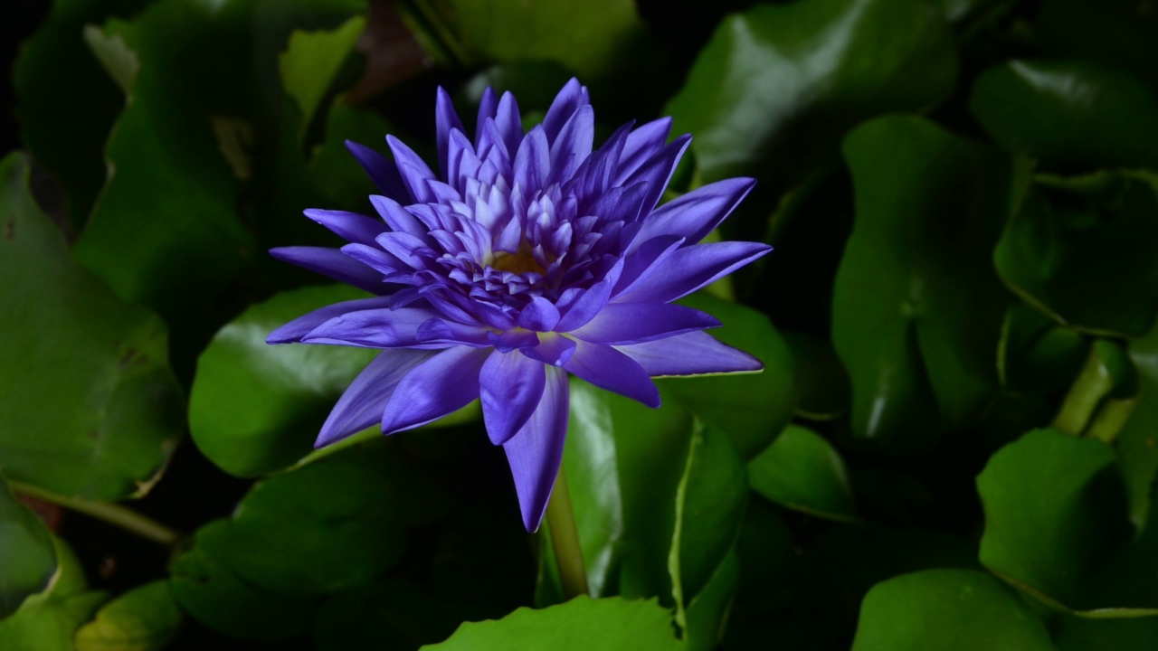 时光倒流，美丽的紫荷花睡莲在池塘中绽放，睡莲盛开视频素材