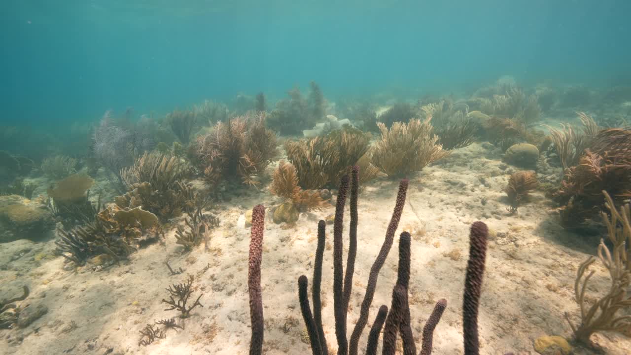 拍摄于加勒比海库拉索岛的珊瑚礁上，画面为4K 120帧每秒的超慢镜头，拍摄于一处柔软的柳珊瑚群上视频素材