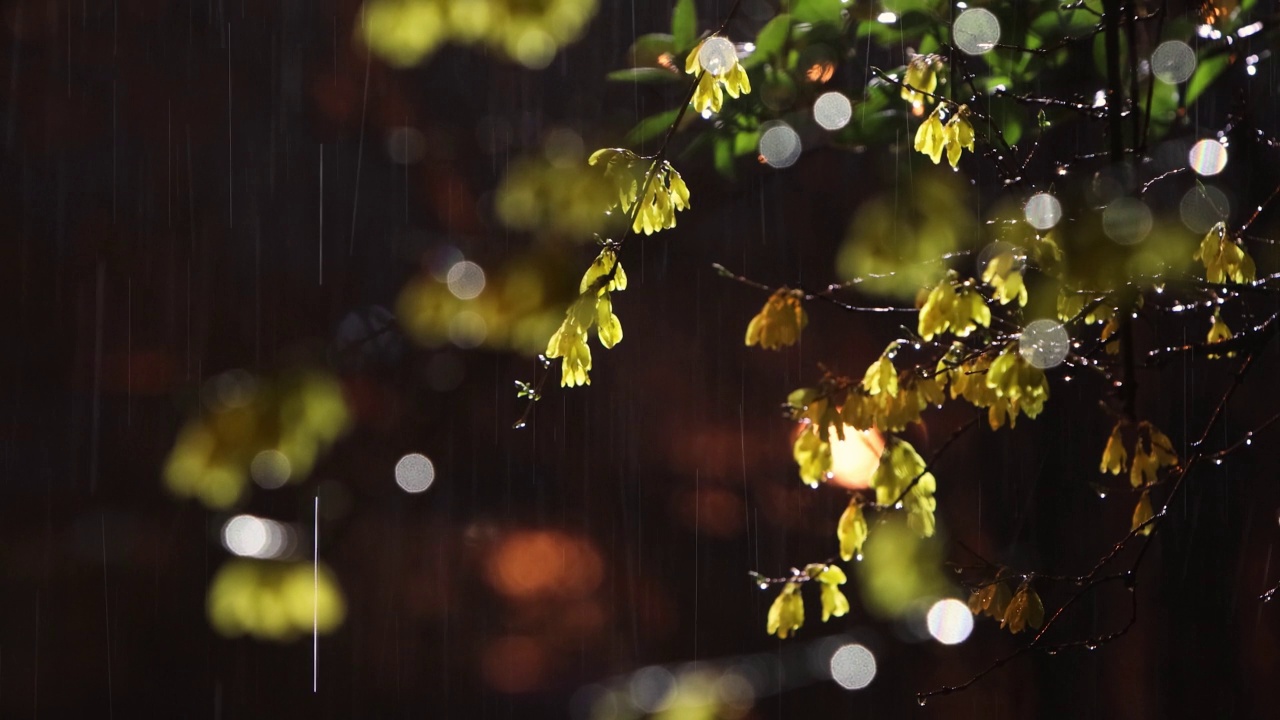 在漆黑的夜晚，闪烁的灯光，连翘，和清新的春雨和雨声视频素材