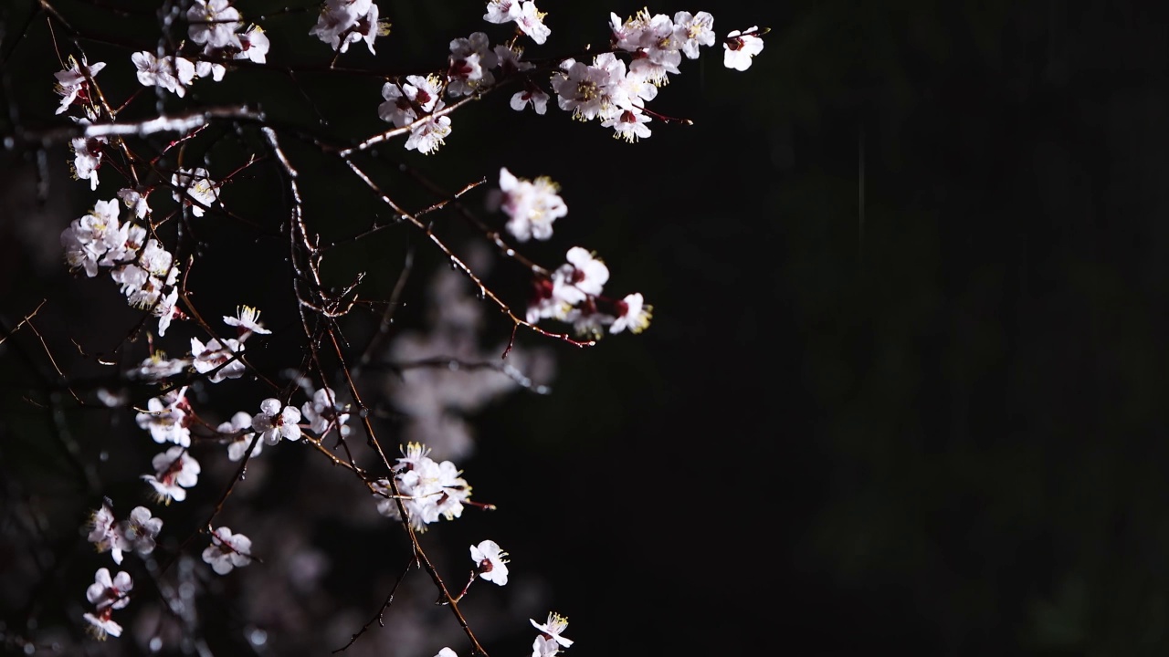 清新的春雨，漆黑的夜晚落在樱花上的雨声视频素材