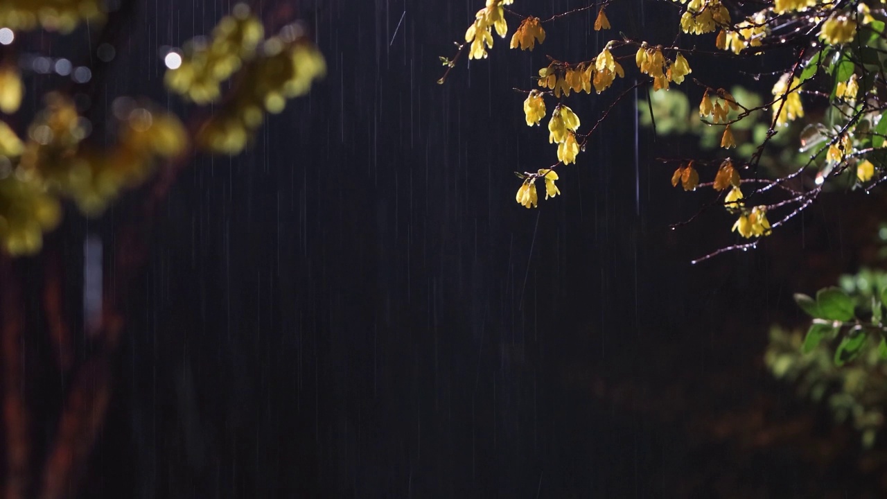 在漆黑的夜晚，闪烁的灯光，连翘，和清新的春雨和雨声视频素材