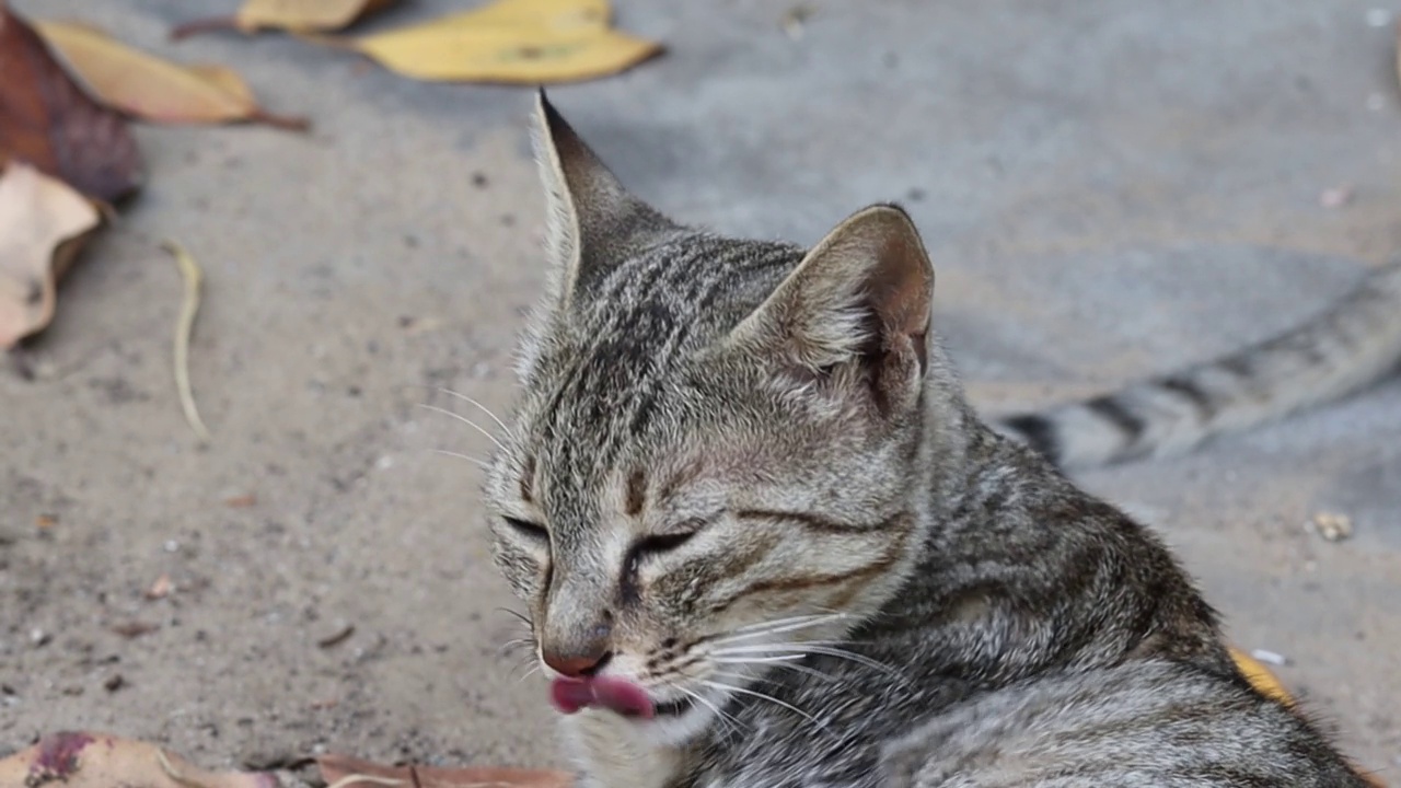 虎斑猫用舌头和牙齿清洁毛发视频素材