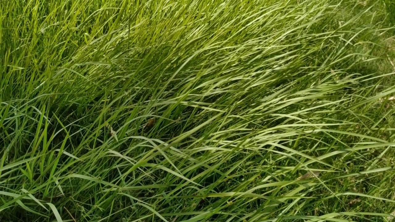 芦苇绿草运动和风背景自然纹理视频素材