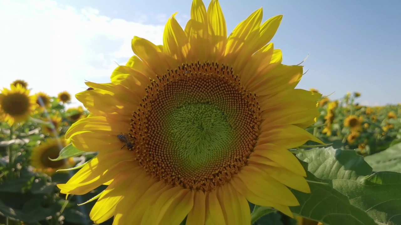 蜜蜂收集向日葵上的花粉花蜜视频素材