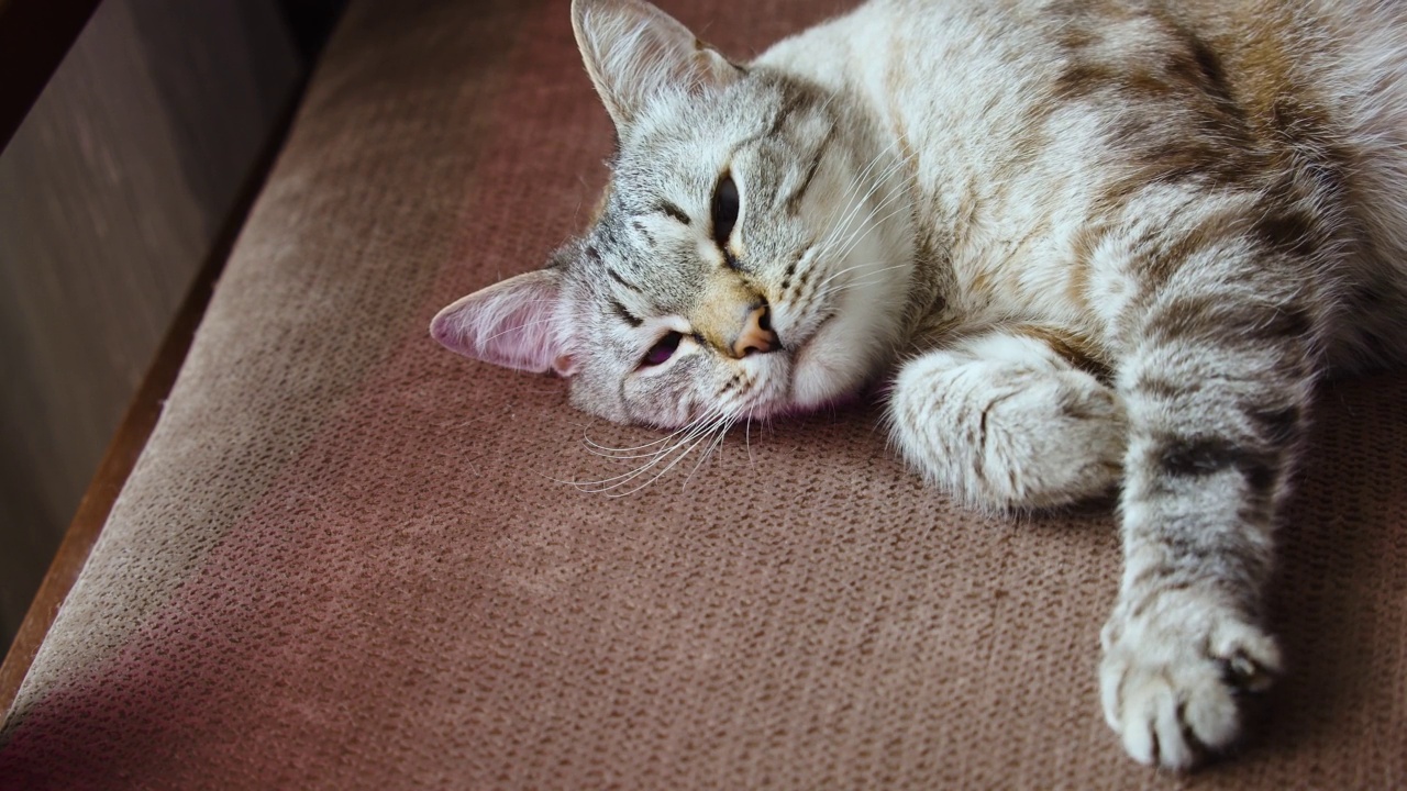 猫的特写——爪子握紧、松开和喵喵叫视频素材