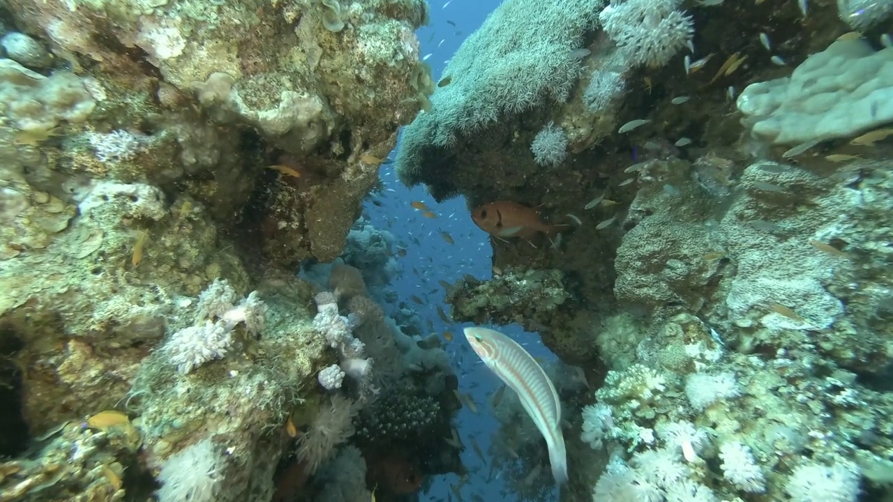 一群色彩斑斓的热带鱼在埃及红海珊瑚礁周围的蓝色海水中游动视频素材