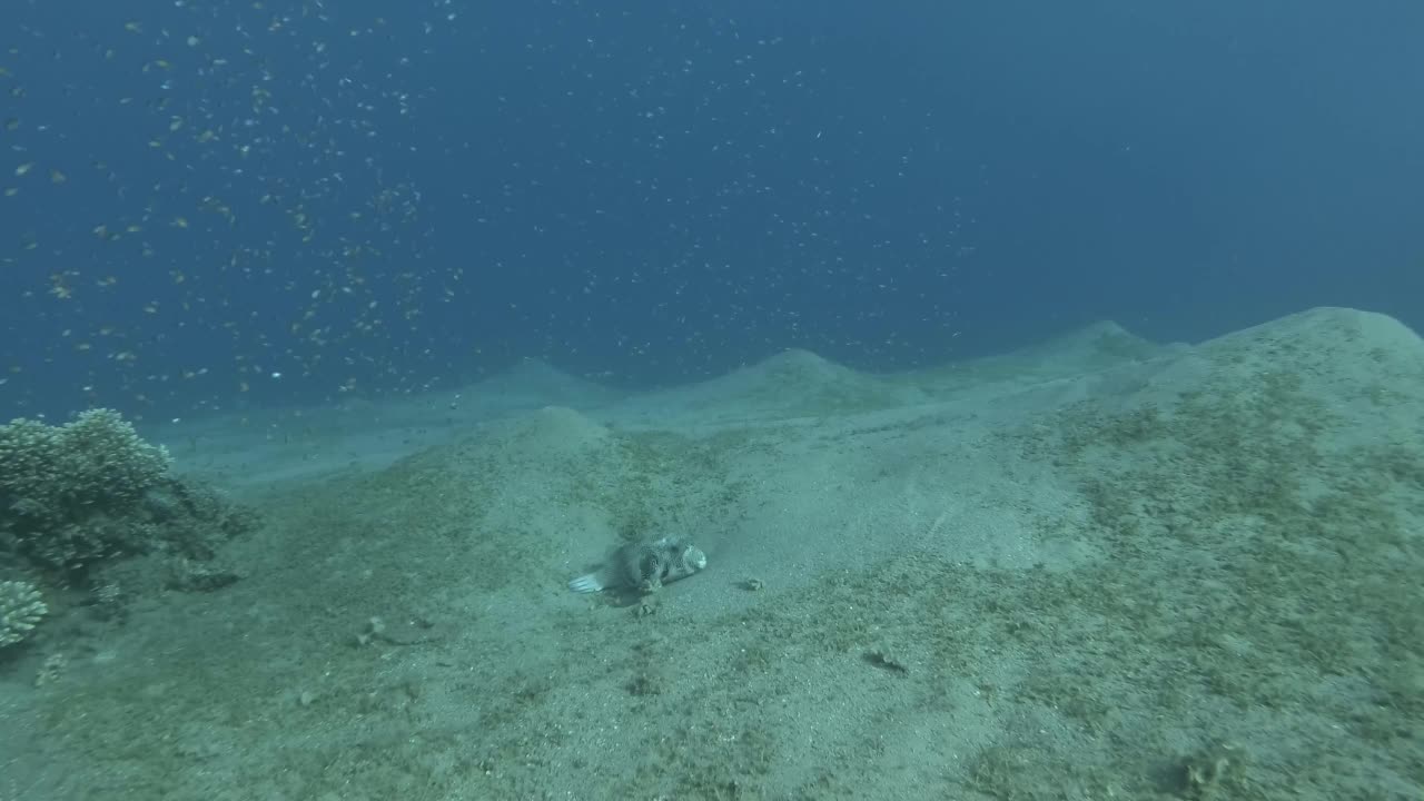 河豚鱼躺在覆盖着绿色海草的沙底上，在蓝色的水里游弋着一群小鱼。黑斑河豚或星斑河豚-星龙。埃及红海视频素材