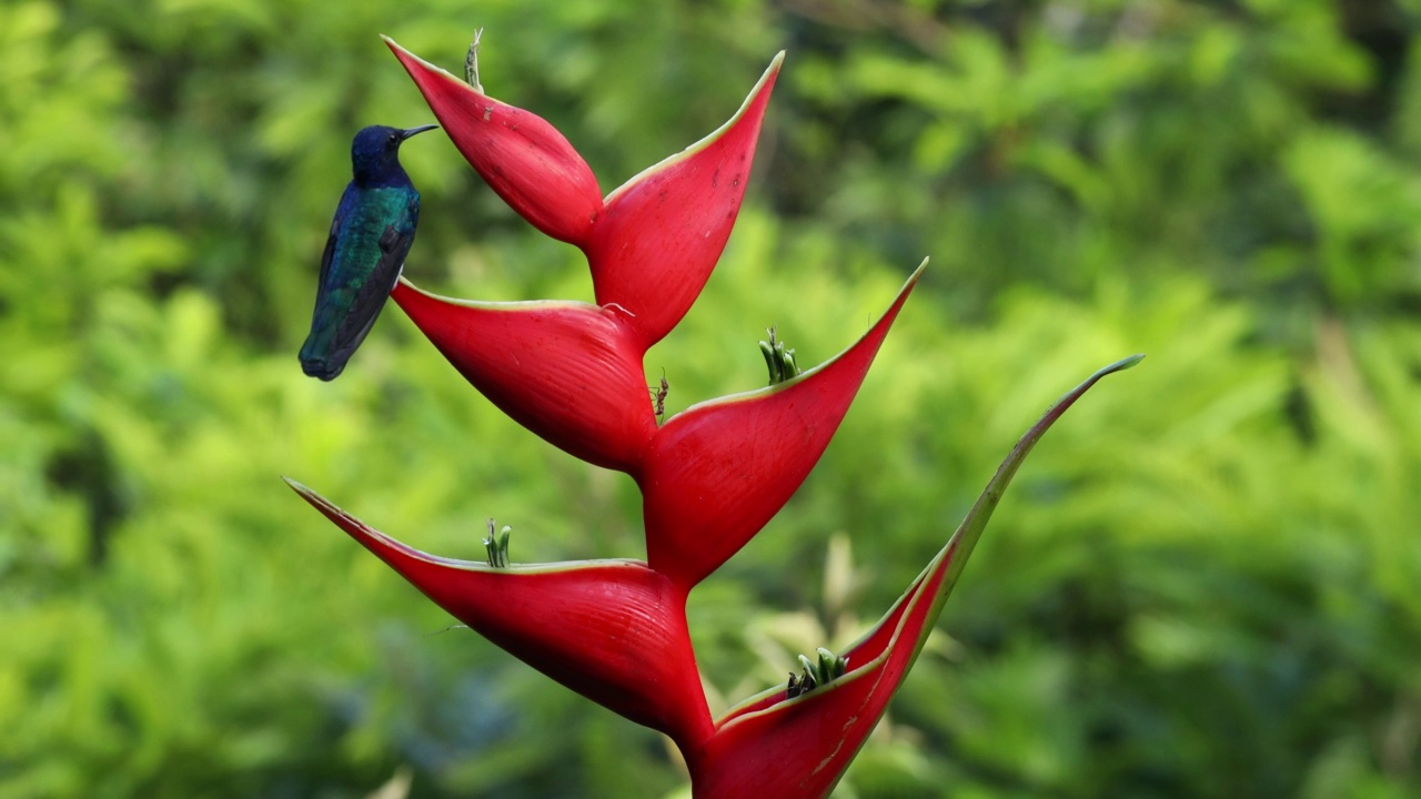 蜂鸟飞到heliconia的花，从花里喝花蜜视频素材