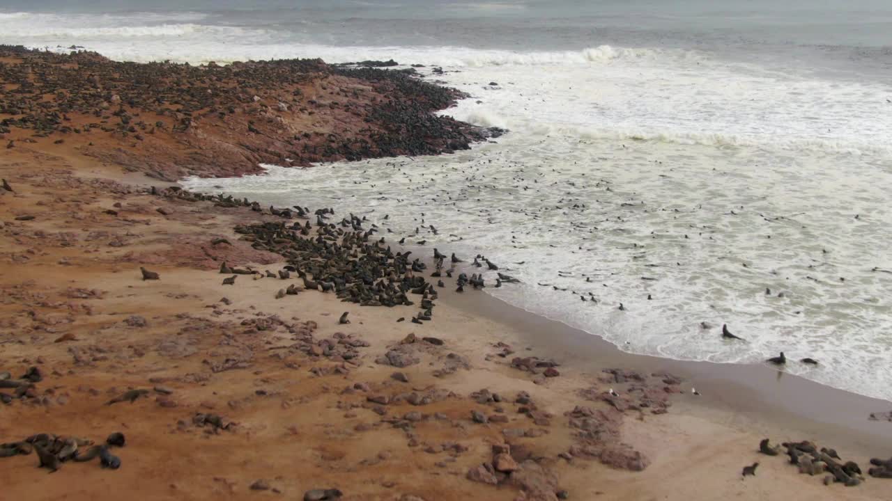 非洲纳米比亚骷髅海岸的十字角海豹保护区的海豹鸟瞰图视频素材