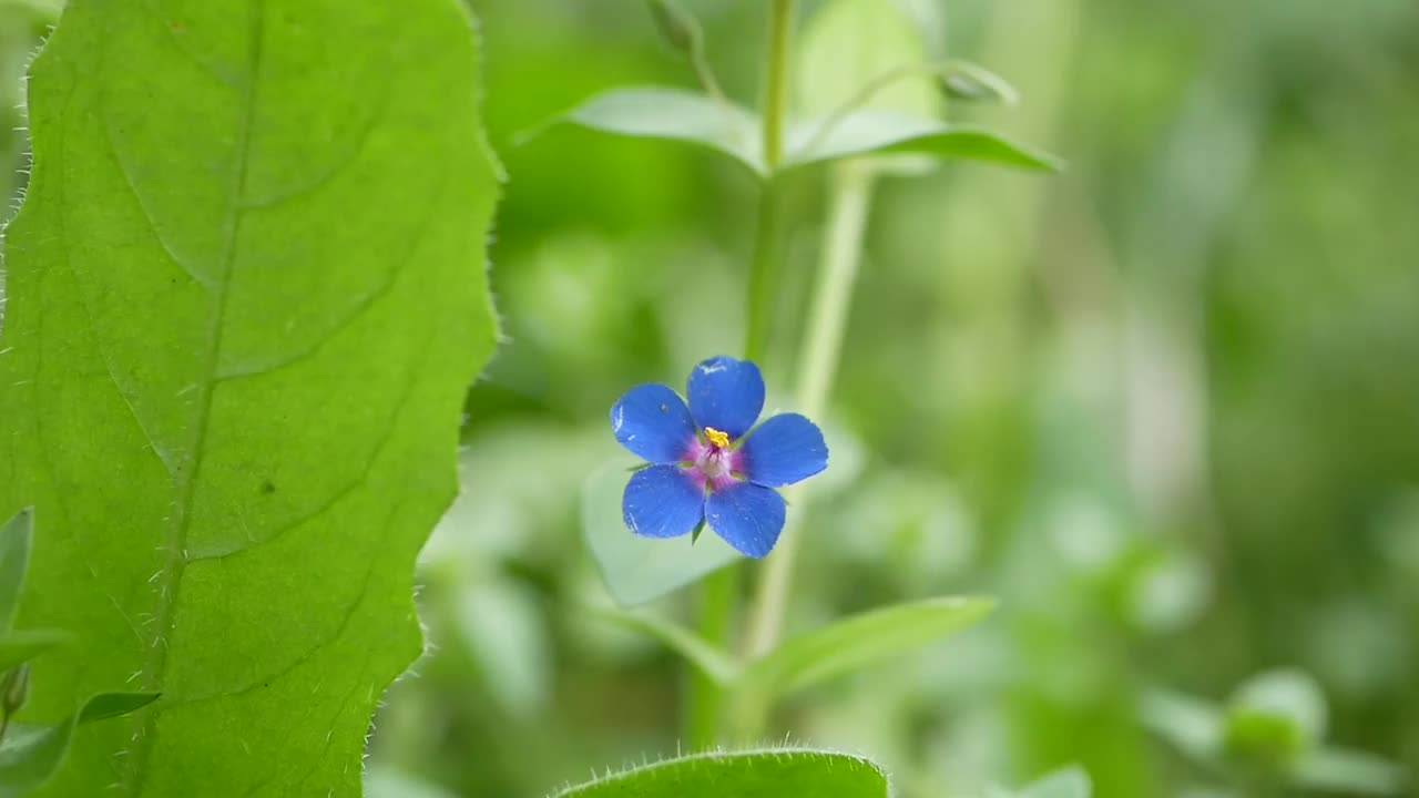 在阳光明媚的夏天开的一种浅蓝色小花。草地上美丽芬芳的野花。视频素材