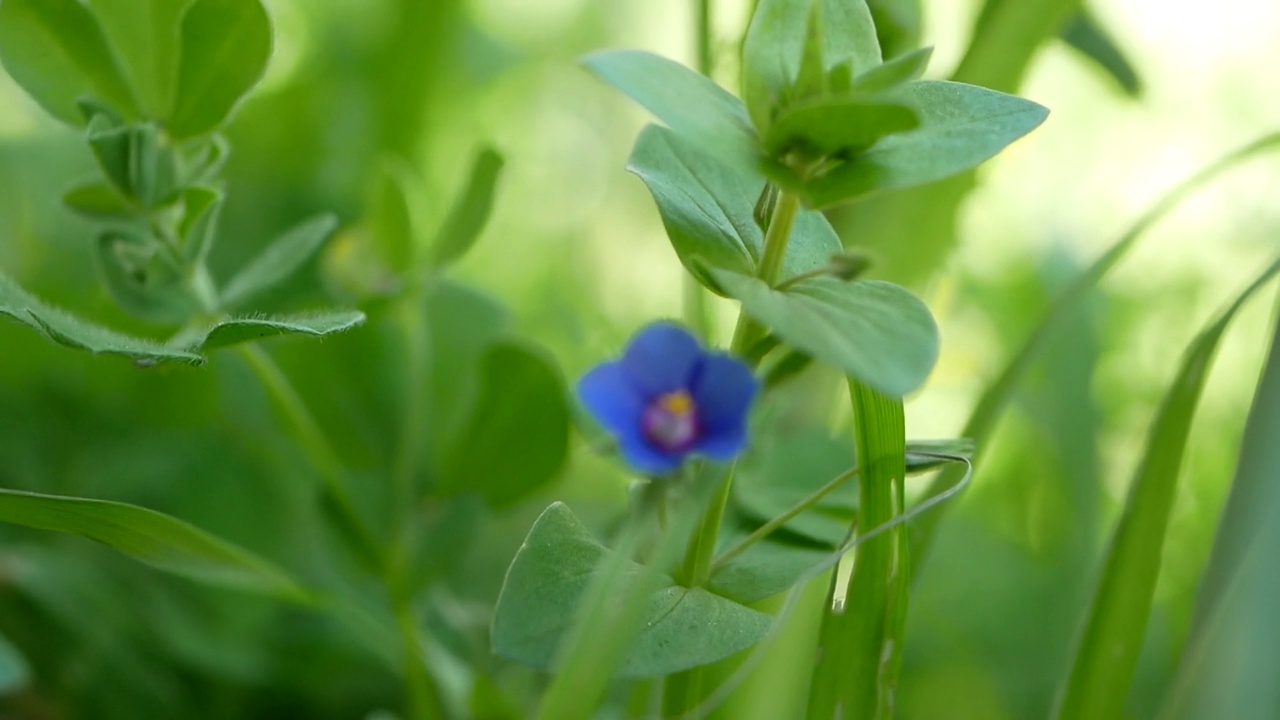 在阳光明媚的夏天开的一种浅蓝色小花。草地上美丽芬芳的野花。视频素材