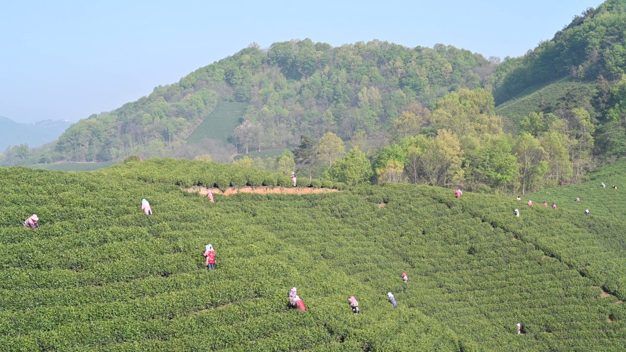 茶农在春茶山采茶视频素材