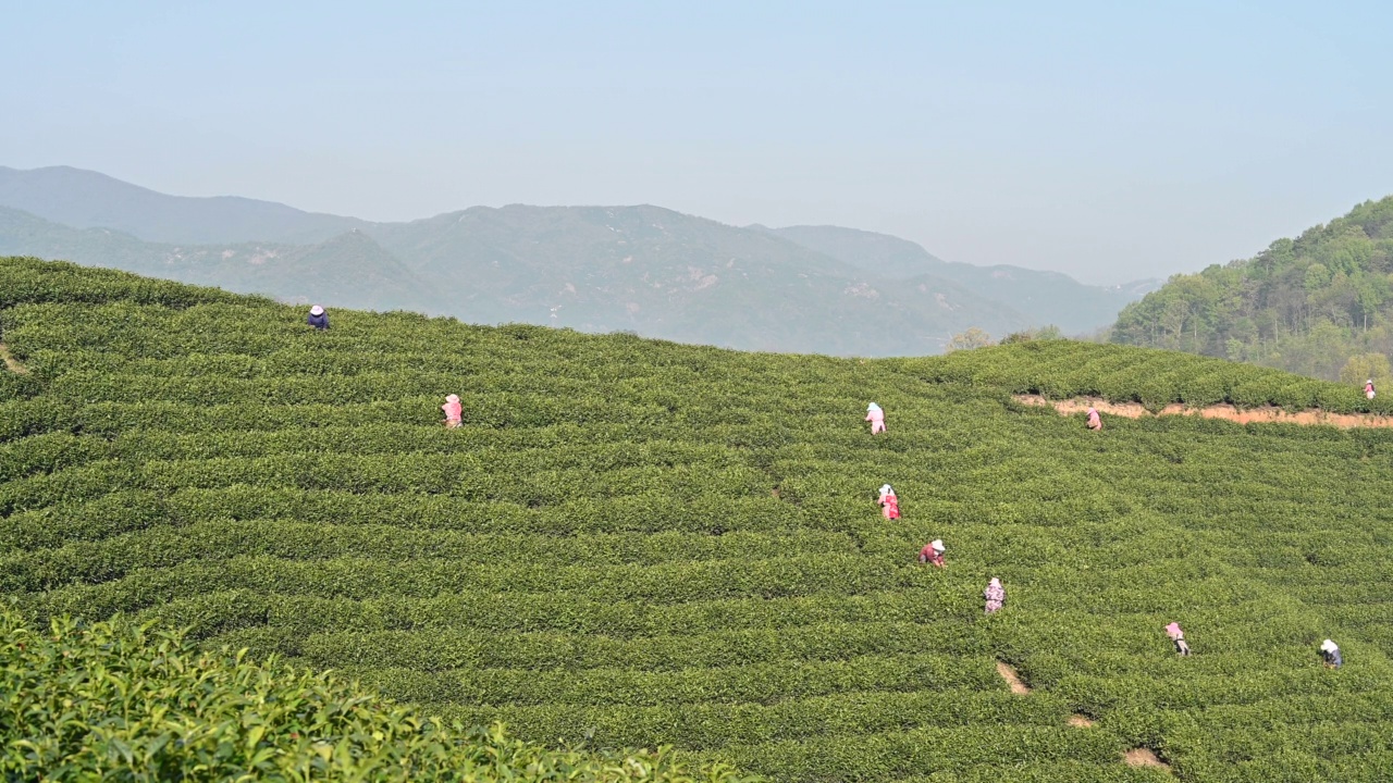 茶农在春茶山采茶视频素材