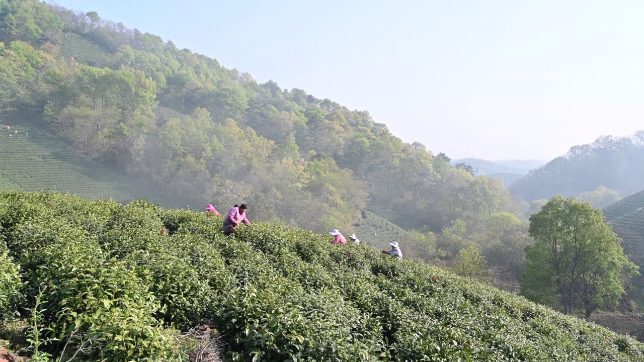 茶农在春茶山采茶视频素材