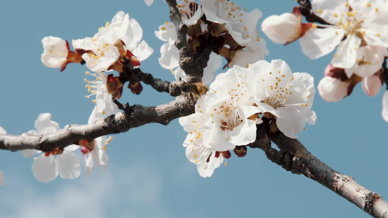 早春，蜜蜂在杏花上采集花粉视频素材