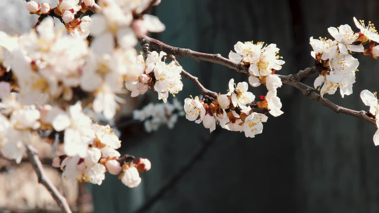 早春，蜜蜂在杏花上采集花粉视频素材