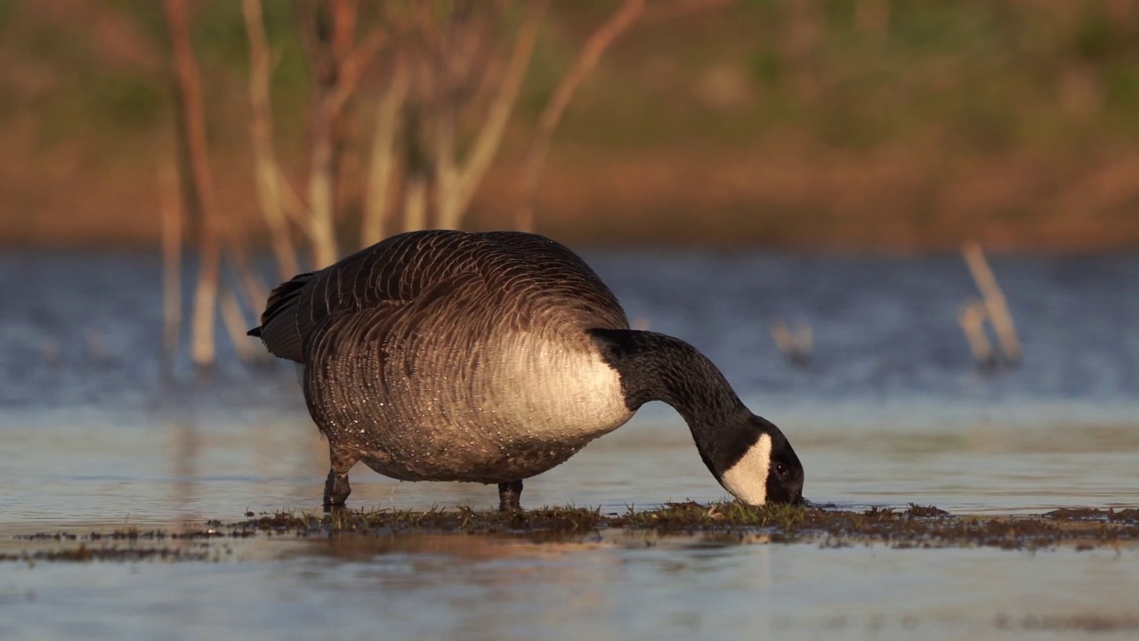 一只加拿大鹅(Branta canadensis)在早晨的阳光下从低角度觅食视频素材