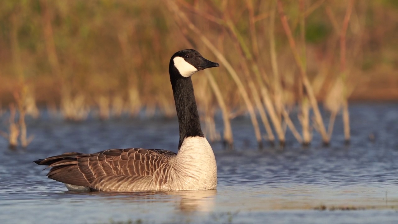 一只加拿大鹅(Branta canadensis)在早晨的太阳从低视角视频素材