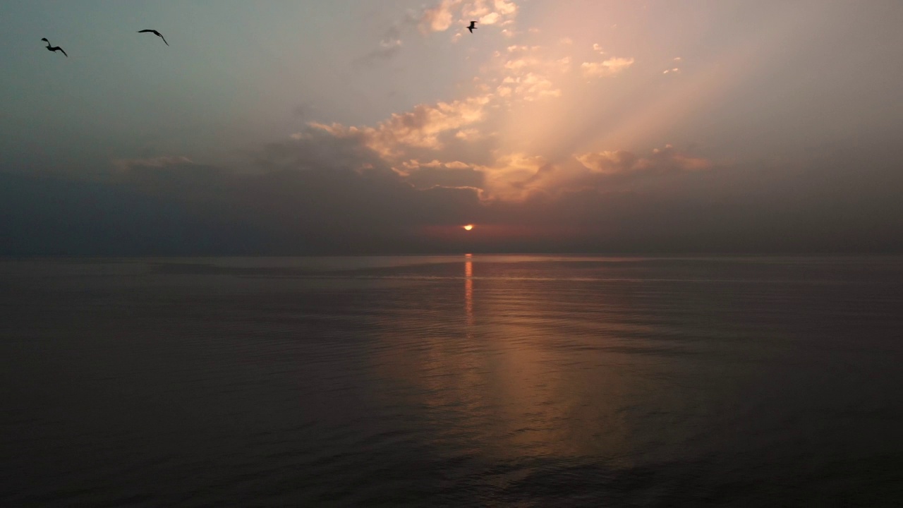 日落与海鸥视频素材