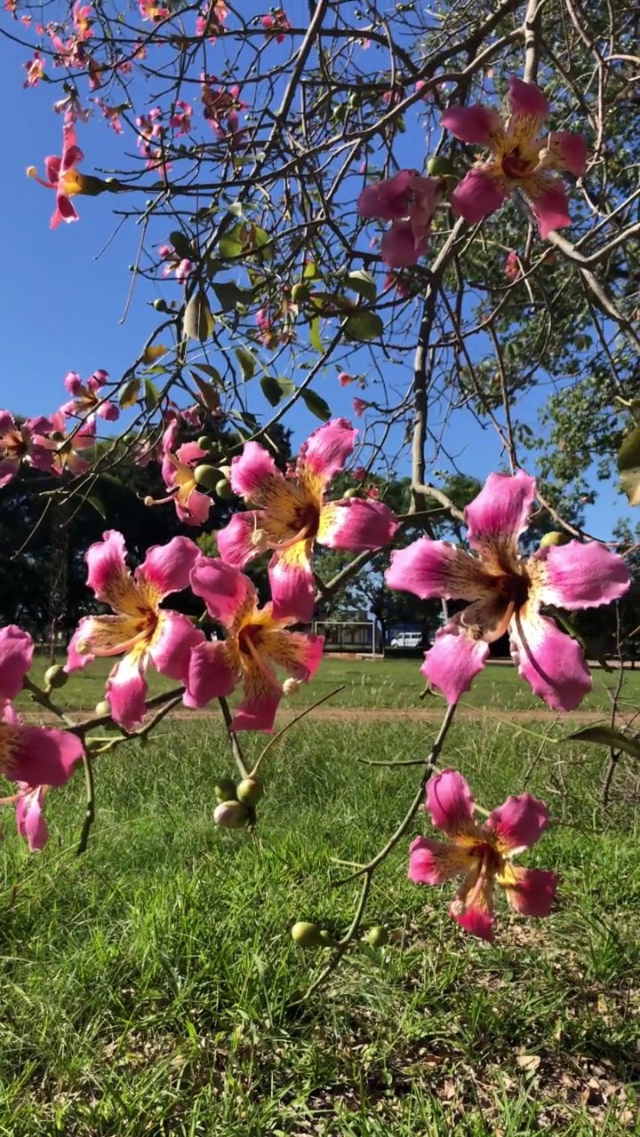 木棉(Ceiba speciosa)的巨大翼展在黎明视频素材