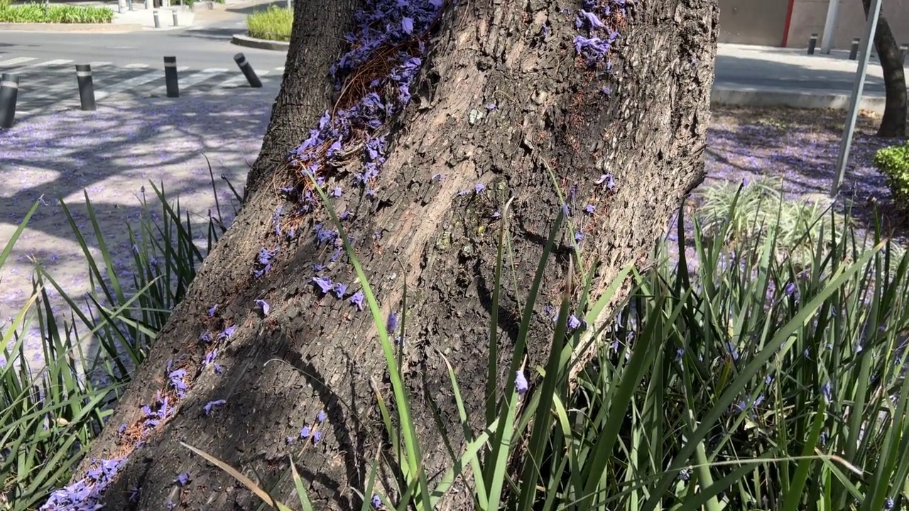 墨西哥城的蓝花楹树视频素材