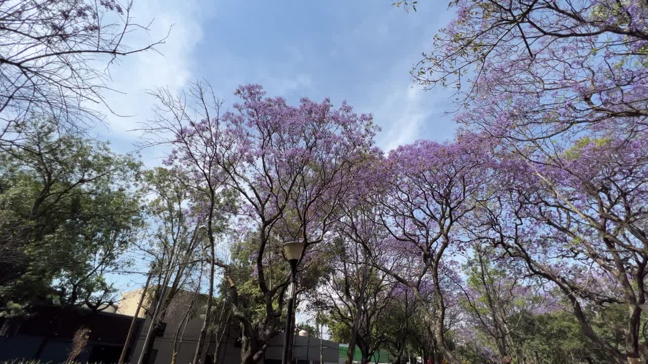 墨西哥城的蓝花楹树视频素材