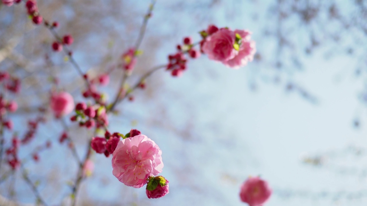 春花盛开视频素材