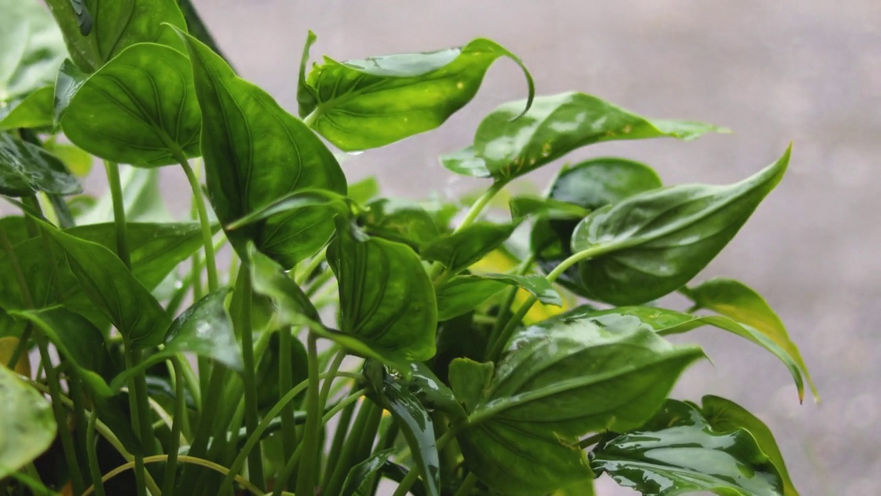 下雨时雨水正浇在观赏植物上。视频素材