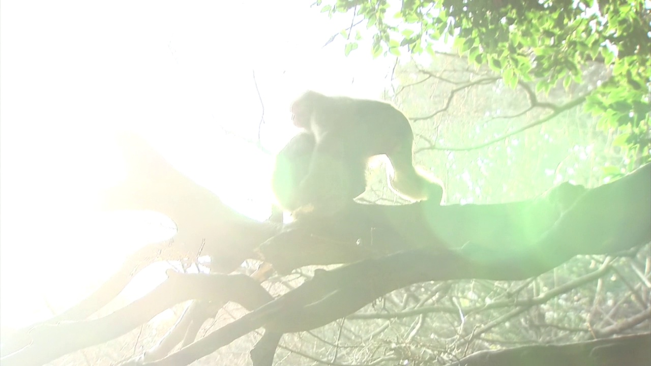 野生猴子夫妇，日本大分视频素材