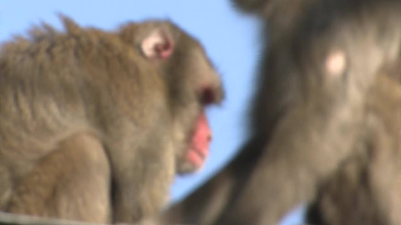 野猴，大分，日本视频素材