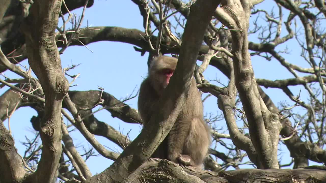 树上的野猴子，大分，日本视频素材