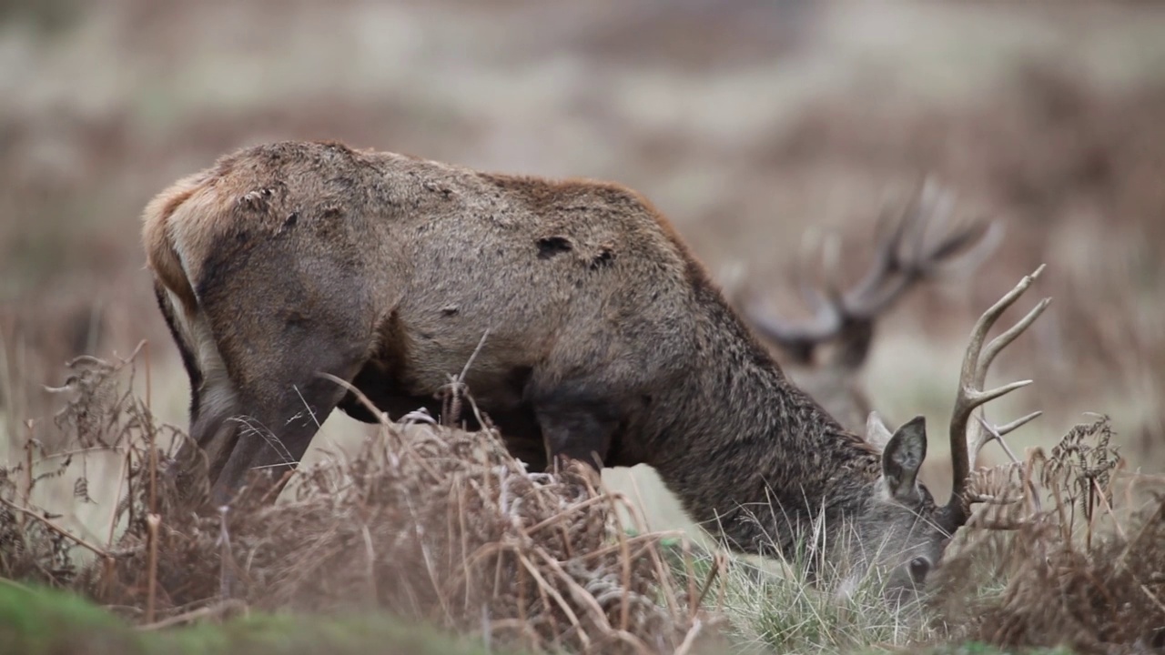 马鹿(Cervus elaphus)视频素材