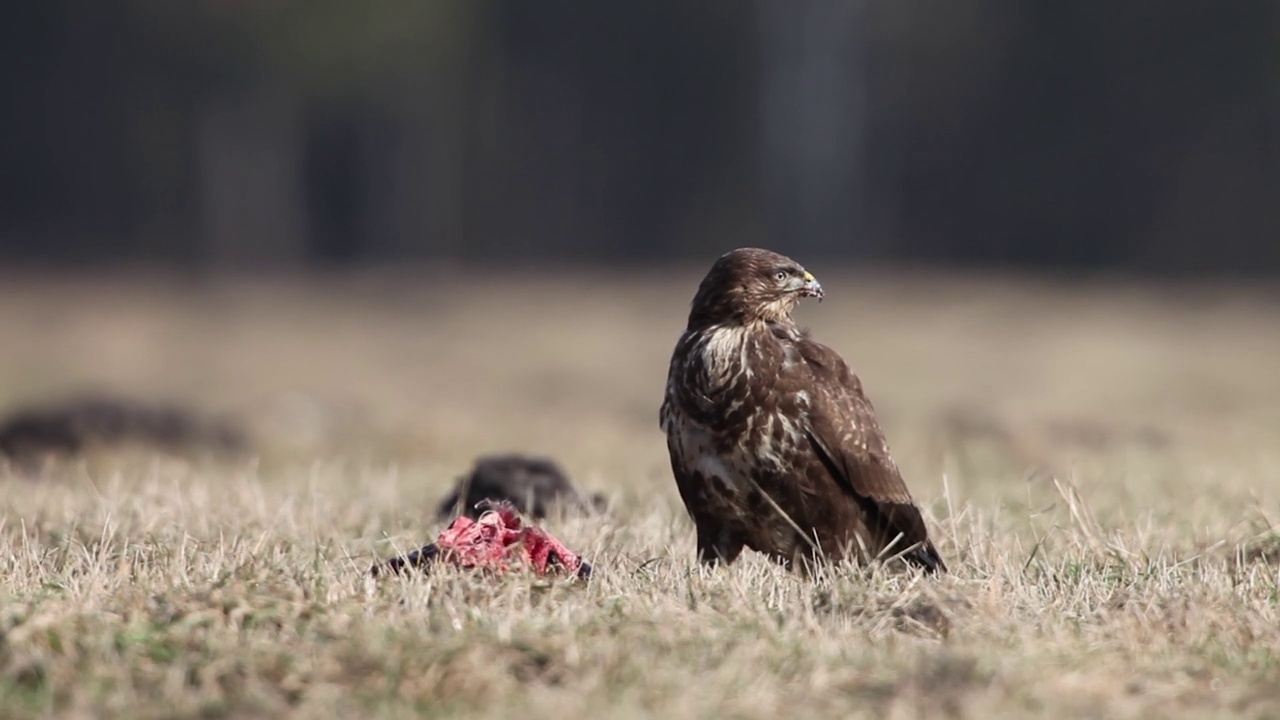 秃鹰(Buteo Buteo)视频素材