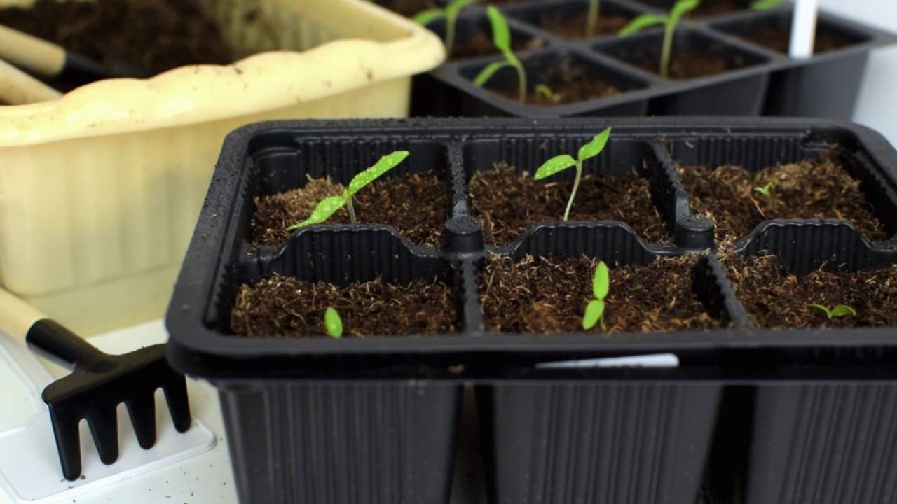 农民用淡水喷雾器给花盆里的幼苗浇水。春季种植蔬菜种子，家庭园艺。视频素材