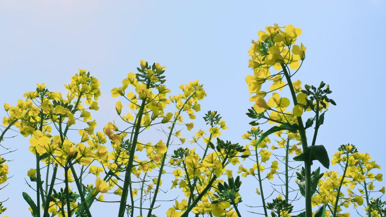 黄色的油菜花在春天盛开视频素材