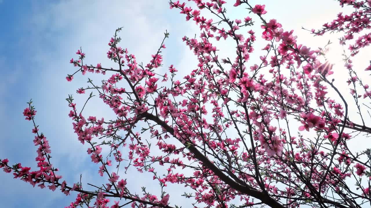 粉红色的桃花在春天盛开视频素材